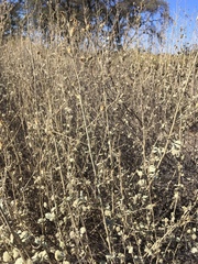 Malacothamnus abbottii