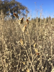Malacothamnus abbottii