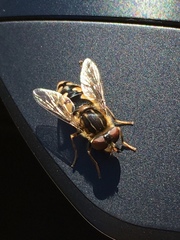 Parhelophilus rex