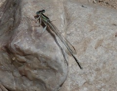 Platycnemis dealbata