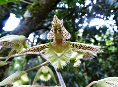 Catasetum fimbriatum