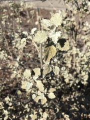 Malacothamnus jonesii