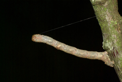 Hypomecis punctinalis