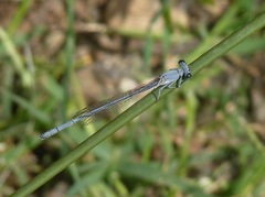 Platycnemis kervillei