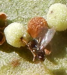 Neuroterus saltatorius texanus