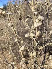 Malacothamnus jonesii