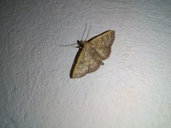 Cerynea punctilinealis