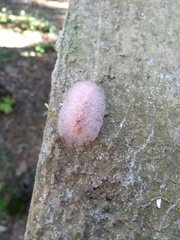 Megalopygidae