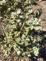 Malacothamnus fremontii cercophorus