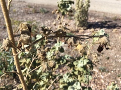 Malacothamnus fremontii cercophorus