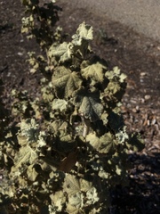 Malacothamnus fremontii cercophorus