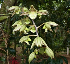 Catasetum fimbriatum