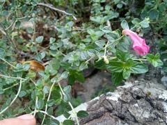 Scutellaria suffrutescens