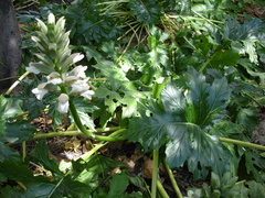 Acanthus mollis