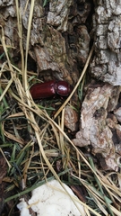 Neandra marginicollis