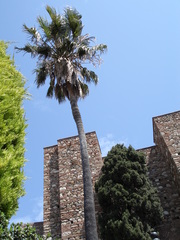 Arecaceae
