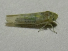 Zyginama tripunctata