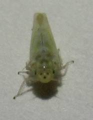 Zyginama tripunctata