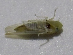 Zyginama tripunctata