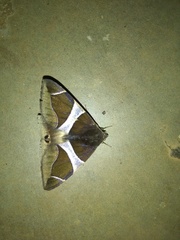 Bastilla crameri