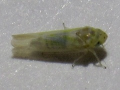 Zyginama tripunctata