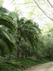 Arecaceae