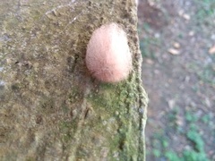 Megalopygidae