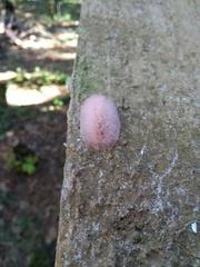 Megalopygidae