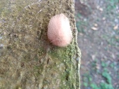 Megalopygidae