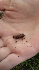 Neandra marginicollis