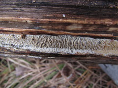 Brunneoporus minutus