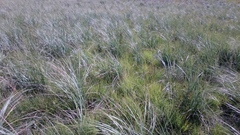 Festuca costata