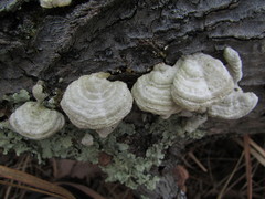 Steccherinum bourdotii