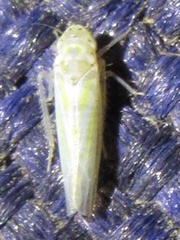 Zyginama tripunctata