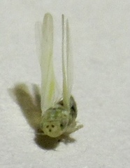 Zyginama tripunctata