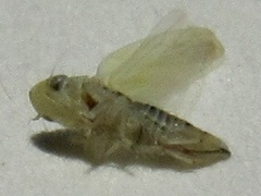 Zyginama tripunctata