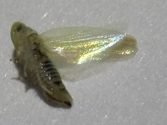 Zyginama tripunctata