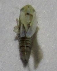 Zyginama tripunctata