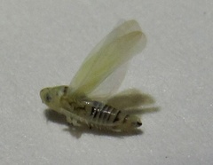 Zyginama tripunctata