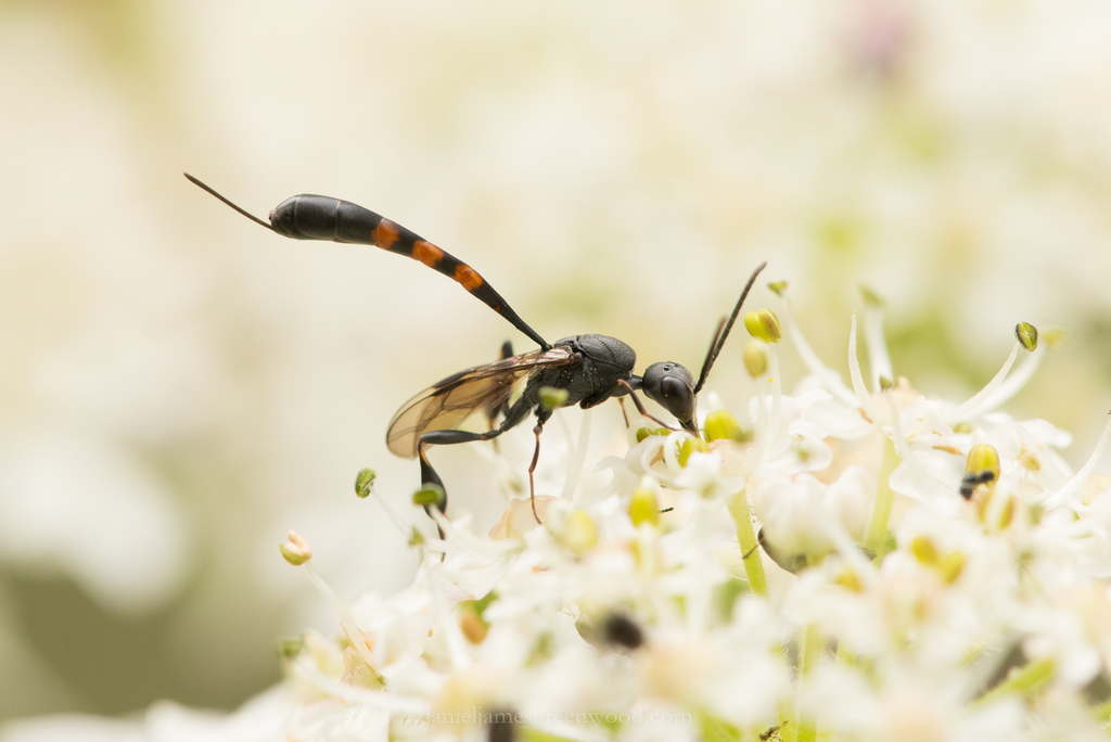 Small Javelin Wasp