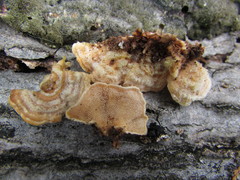 Steccherinum bourdotii