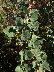 Malacothamnus lucianus