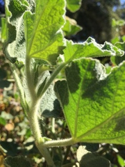 Malacothamnus lucianus