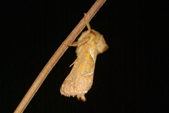 Triodia sylvina