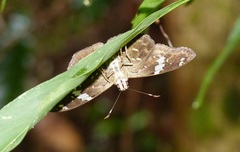 Celaenorrhinus similis