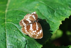 Neptis pryeri