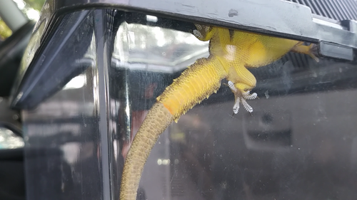 Indo-Pacific House Gecko