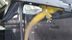Indo-Pacific Gecko photo 1