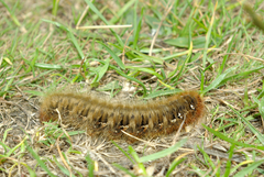 Lasiocampa quercus