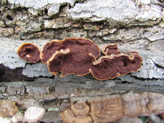 Scytinostroma artocreas